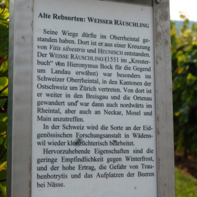 weisser Raeuschling ANT 1057